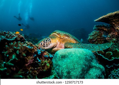Green Turtle feeding on coral with divers in the background, Indonesia - Shutterstock ID 1250717173