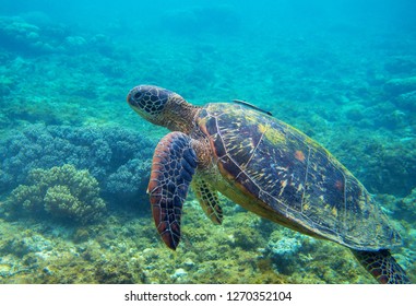 Green Turtle Fish Underwater Photo Sea Stock Photo 1270352104 ...