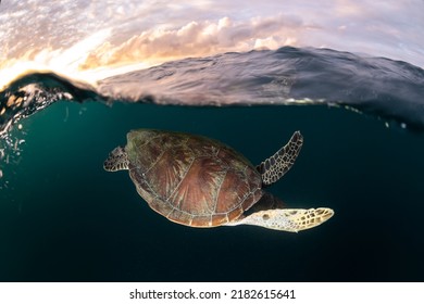 Green Turtle, The Great Barrier Reef Australia