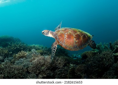 Green Turtle, The Great Barrier Reef Australia