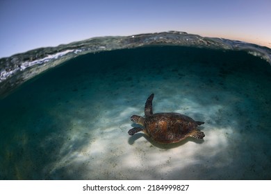 Green Turtle, The Great Barrier Reef Australia