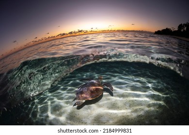 Green Turtle, The Great Barrier Reef Australia