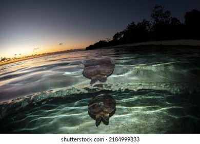 Green Turtle, The Great Barrier Reef Australia