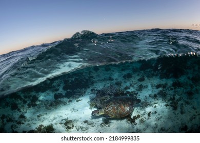 Green Turtle, The Great Barrier Reef Australia