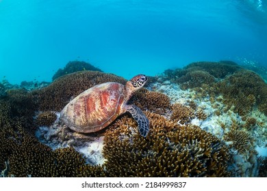 Green Turtle, The Great Barrier Reef Australia