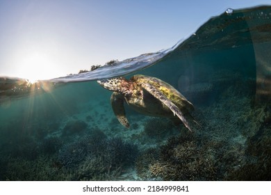 Green Turtle, The Great Barrier Reef Australia