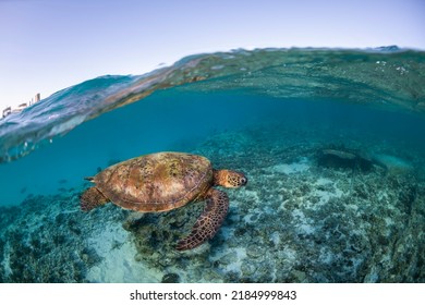 Green Turtle, The Great Barrier Reef Australia