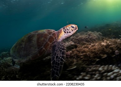 Green Turtle, The Great Barrier Reef Australia