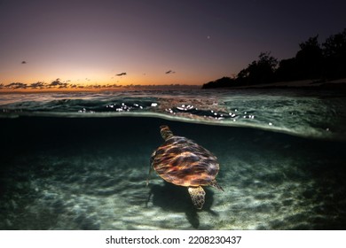 Green Turtle, The Great Barrier Reef Australia