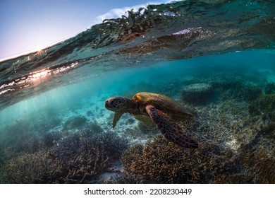 Green Turtle, The Great Barrier Reef Australia