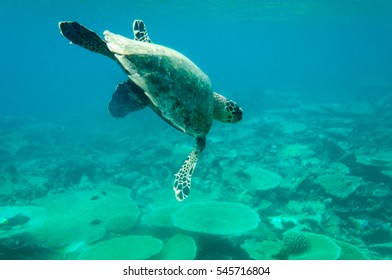 アオウミガメ の画像 写真素材 ベクター画像 Shutterstock