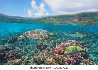 a green turtle on a coral reef with fish underwater and blue sky with cloud, split view above and below water surface, Bora Bora, French Polynesia, south Pacific ocean