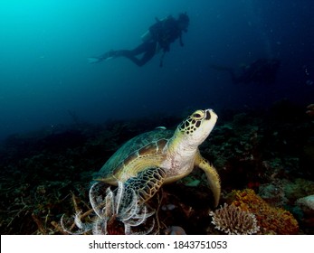 Green Turtle On A Coral Reef In Sulu Sea At Borneo Island 