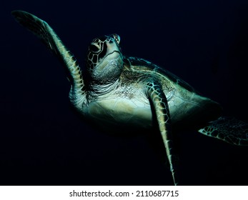 Green Turtle On A Night Dive That Seems To Greet The Diver With Its Flipper. Illuminated By The Lamp, It Stands Out On The Very Dark Water.