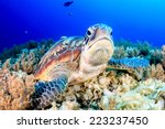 Green Turtle on the sea bed