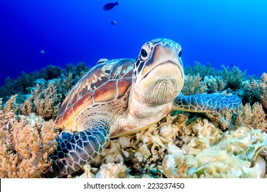 Green Turtle on the sea bed - Shutterstock ID 223237450