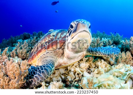 Green Turtle on the sea bed