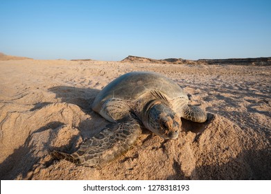 Green Turtle, Ras Al Jinz, Oman.