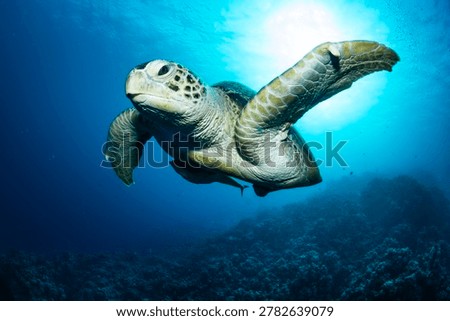 Green turtle, red dea, Egypt