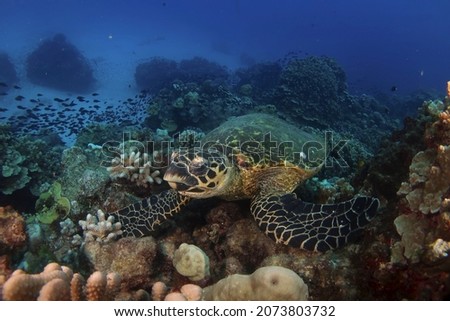 Green turtle resting on reef in Rarotonga in the Cook Islands. Juvenile surgeofish aggregation in the background