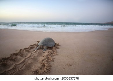 The green turtle is a species of turtle that lives in sea waters. The female lays an average of about 100 eggs and buries them in the sand. While on the beach, the green turtle may appear to be crying - Shutterstock ID 2030837378