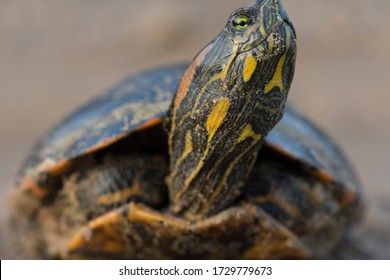 368 Turtle stretching neck Images, Stock Photos & Vectors | Shutterstock