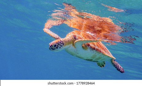 A Green Turtle at the Surface Near the Frederiksted Pier in St Croix of the US Virgin Islands