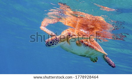 A Green Turtle at the Surface Near the Frederiksted Pier in St Croix of the US Virgin Islands