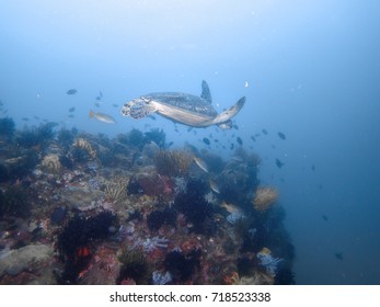 Green Turtle Swiming Over A Reef