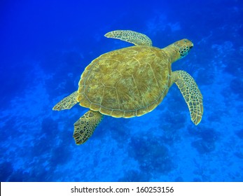 Green turtle swimming in a blue ocean (Chelonia mydas), Curacao