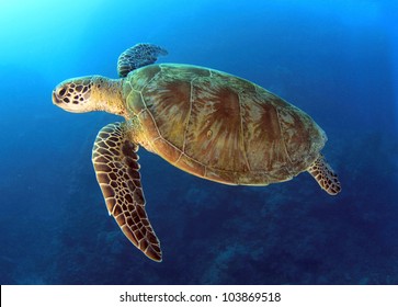 green turtle swimming in blue ocean,great barrier reef, cairns, queensland, coral sea, australia pacific loggerhead