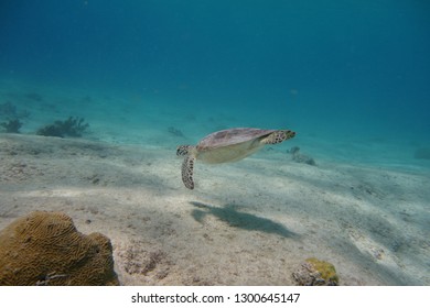 Green Turtle Swimming (Chelonia Mydas).  Pink Beach Dive Site.  Bonaire.  Caribbean