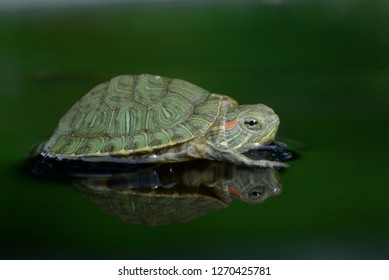 The Green Turtle Tortoise Is Above The Water