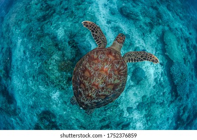 Green Turtle Under Wather In The Enviorment