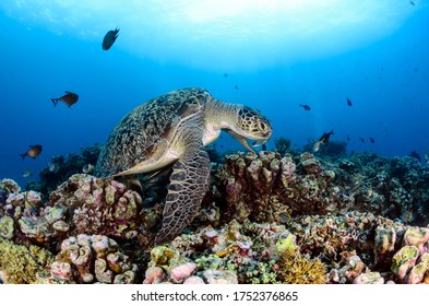 Green Turtle Under Wather In The Enviorment