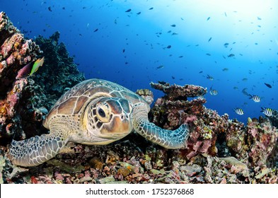 Green Turtle Under Wather In The Enviorment