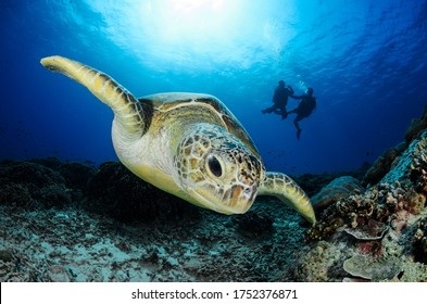 Green Turtle Under Wather In The Enviorment