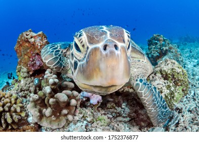 Green Turtle Under Wather In The Enviorment