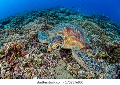 Green Turtle Under Wather In The Enviorment