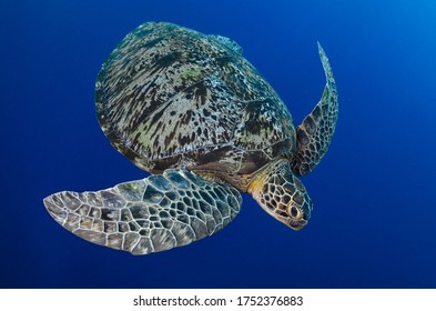 Green Turtle Under Wather In The Enviorment