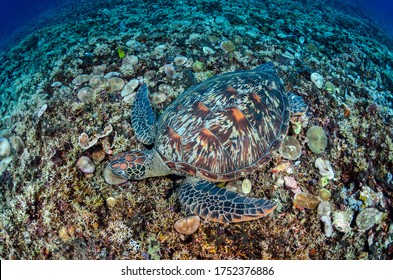 Green Turtle Under Wather In The Enviorment