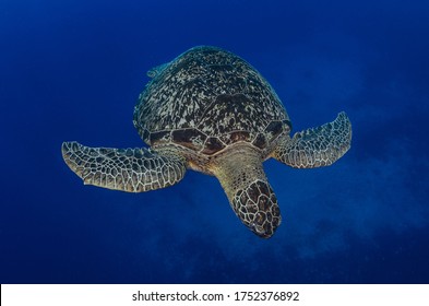 Green Turtle Under Wather In The Enviorment