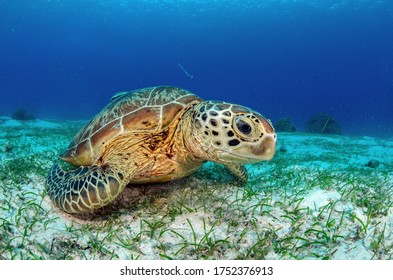 Green turtle under wather in the enviorment