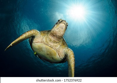 Green Turtle Under Wather In The Enviorment