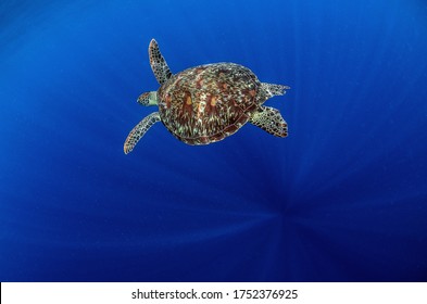 Green Turtle Under Wather In The Enviorment