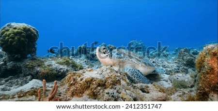 Green turtles are the largest of all the hard-shelled sea turtles, but have a comparatively small head. A typical adult is 3 to 4 feet long and weighs 300 to 350 pounds. They have dark brown, grey, or