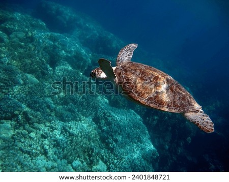 Green turtles are the largest of all sea turtles. A typical adult is 3 to 4 feet long and weighs between 300 and 350 pounds.

