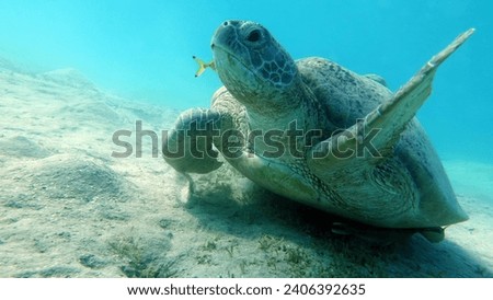 Green turtles are the largest of all sea turtles. A typical adult is 3 to 4 feet long and weighs between 300 and 350 pounds.