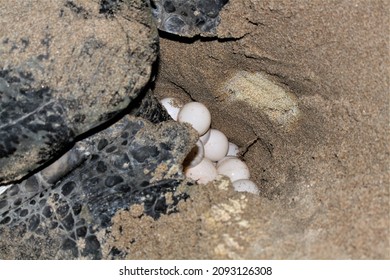 968 Turtle Laying Eggs Beach Images, Stock Photos & Vectors | Shutterstock