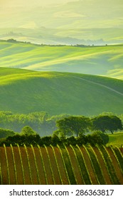 Green Tuscany Hills